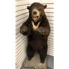 Image 1 : Full mount brown bear in excellent condition from "MAN IN THE HIGH CASTLE" - 4 feet 6 inches tall
