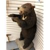 Image 2 : Full mount brown bear in excellent condition from "MAN IN THE HIGH CASTLE" - 4 feet 6 inches tall