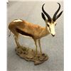 Image 1 : Springbok Taxidermy from Southern Africa (44in W x 47in H)