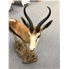 Image 2 : Springbok Taxidermy from Southern Africa (44in W x 47in H)