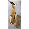 Image 3 : Springbok Taxidermy from Southern Africa (44in W x 47in H)