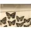 Image 2 : Framed Preserved Butterflies Art - 24in x 16in
