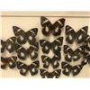 Image 2 : Framed Preserved Butterflies Art - 24in x 16in