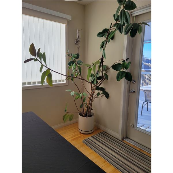 Large Potted Rubber Tree Approximately 6.5' Tall