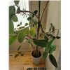 Image 2 : Large Potted Rubber Tree Approximately 6.5' Tall