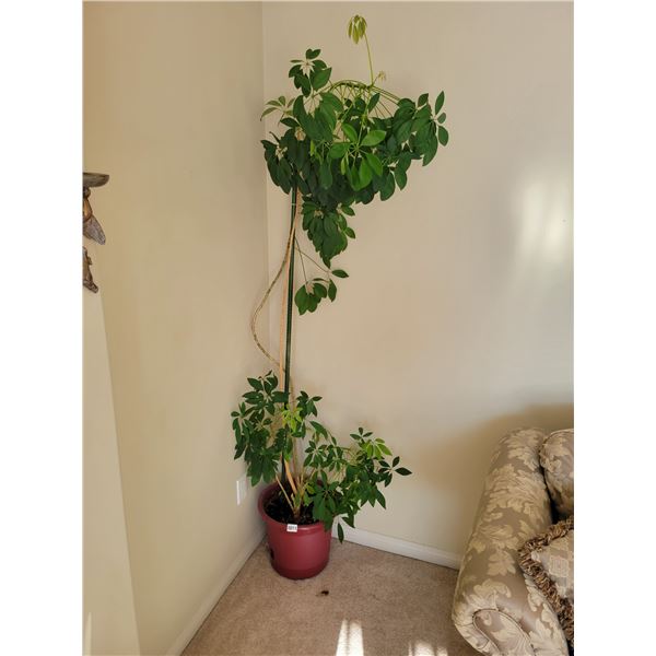 Large Potted Tree Approx 6.5' Tall