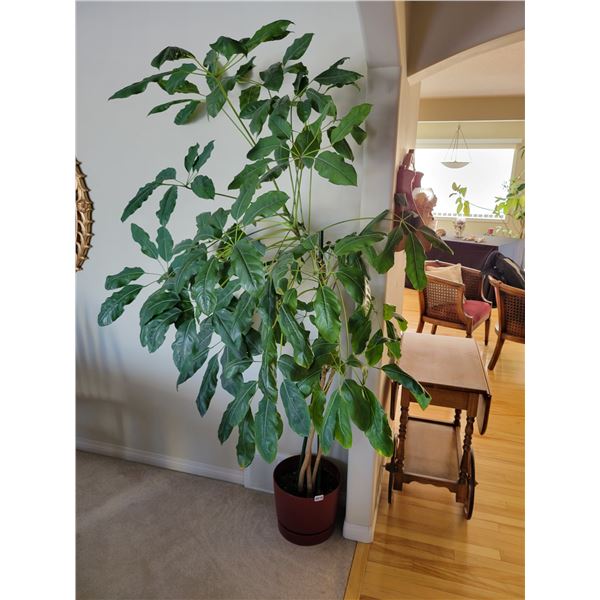 Large Potted Tree Approx 6' Tall