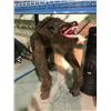Image 2 : PLUG IN HALLOWEEN MOTION DETECTING WOLF