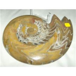 Single Moroccan Ammonite