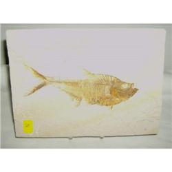 Fossil Fish from WY (Green River), Diploystes