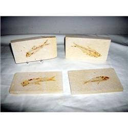 Set of 4 Fossil fish Knightia from Green River, WY