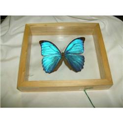 Butterfly - Blue Morpho