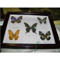 Shadow box frame with 5 butterflies