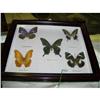 Image 1 : Shadow box frame with 5 butterflies