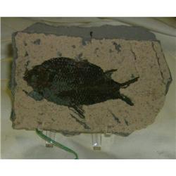 Fossil Fish from China, 250 million yrs, Jingicthes