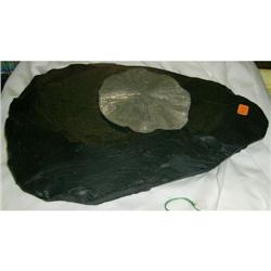 Pyritized Sand Dollar, Illinois