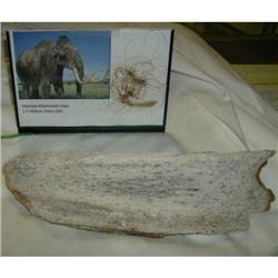 Mammoth Bone and Hair 1.5 million yrs old
