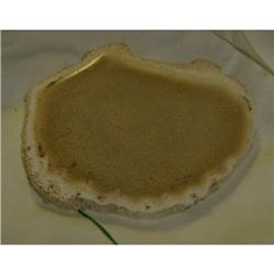 Petrified Palm wood from Arkansas