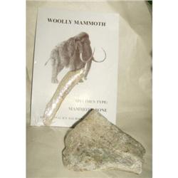 Mammoth Bone & Information booklet