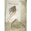Image 1 : Mammoth Bone & Information booklet
