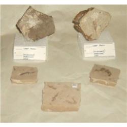 Set of 2 Fossil leaves and 2 Fern Metaswquoia (red dawn)