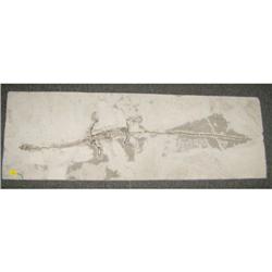 Sinohadrosaur Dinosaur, China