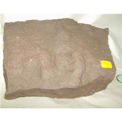 Dino Footprint ( Grallator dinosaur) - New Jersey