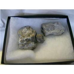 Utah Raptor bone in case