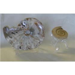 Two Ammonites from Germany, 1 from Morocco