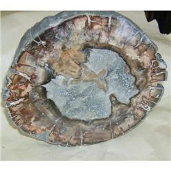 Petrified wood slice, Madagascar