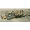 Image 1 : Mammoth Tibia piece