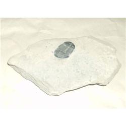 Trilobite Asaphicus, Utah