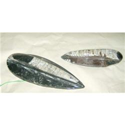 Pair of Orthoceras (fossil squid) from Morocco