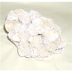 Desert Rose (selenite) Gypsum, Mexico