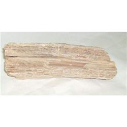 Crystallized Petrified wood from Utah, 6"l