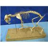 Image 1 : cat skeleton - don't ask me
