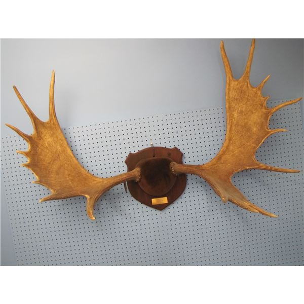 mounted set of moose horns. harvested in the duck mountains Manitoba. scored 146.2 points. weighed 1