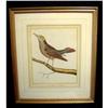 Image 1 : Antique Bird Print #2366376