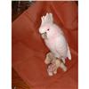 Image 1 : Royal Dux Cockatoo #2378447