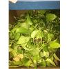 Image 2 : LOT OF ASSORTED FAKE AND REAL POTTED PLANTS