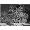 Image 1 : Adams - Half Dome, Apple Orchard, Yosemite