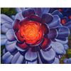 Image 1 : Bragg "Purple Queen"