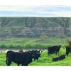 Image 1 : Cactus Coulee Ranch - 9 BLK Heifers (Pen 229-231)