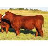 Image 1 : Rainalta Cattle - 12 Red Heifers (Pen 430-432)