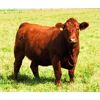 Image 3 : Rainalta Cattle - 12 Red Heifers (Pen 430-432)