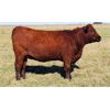 Image 4 : Rainalta Cattle - 12 Red Heifers (Pen 430-432)