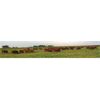 Image 7 : Rainalta Cattle - 12 Red Heifers (Pen 427-431)