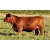 Image 2 : Rainalta Cattle - 12 Red Heifers (Pen 426-428)