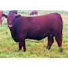 Image 5 : Rainalta Cattle - 12 Red Heifers (Pen 426-428)