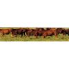 Image 7 : Rainalta Cattle - 12 Red Heifers (Pen 426-428)